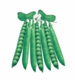 KANCHAN-11 - Image 2