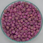 KANCHAN-11 - Image 4