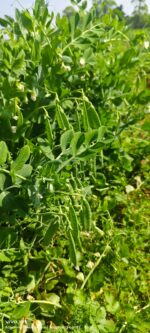 KANCHAN-10 - Image 10