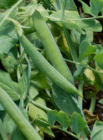 KANCHAN-10 - Image 7