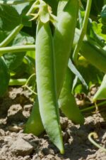 KANCHAN-11 - Image 6