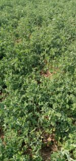 MATAR AGETA-7 - Image 3