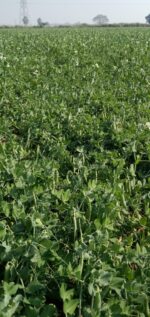 MATAR AGETA-7 - Image 4