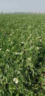 MATAR AGETA-7 - Image 5