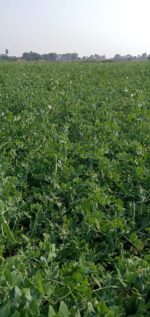 MATAR AGETA-7 - Image 6