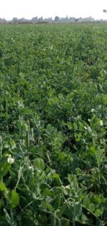 MATAR AGETA-7 - Image 7