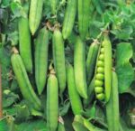 MATAR AGETA-7 - Image 2